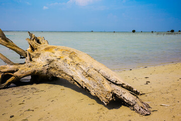 dead tree on the beach
