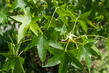 Liquidambar styraciflua Amberbaum
