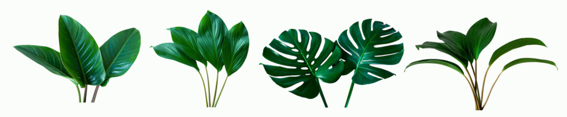 set of green monstera palm and tropical plant leaf isolated on white background for design elements, Flat lay