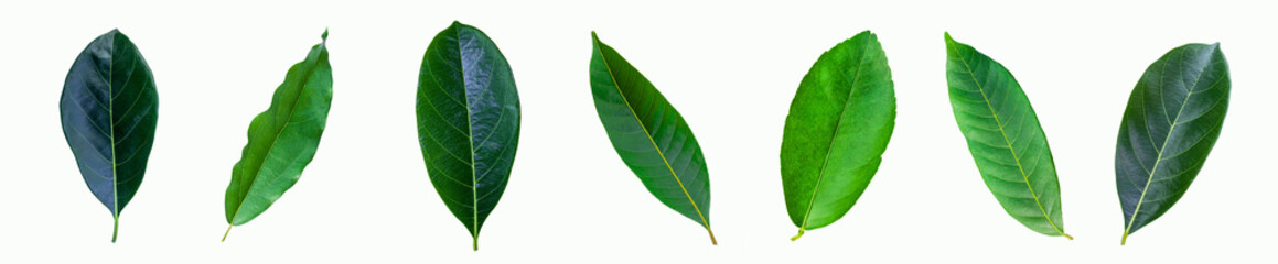 set of green plant leaf isolated on white background for design elements, Flat lay