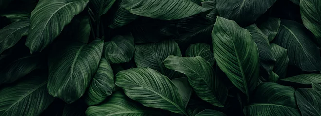 Deurstickers abstracte groene bladtextuur, natuurachtergrond, tropisch blad © eakarat
