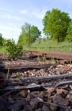 Transportation / Railway: Small birch growing between the railway sleepers of an old and no longer used siding at the edge of an electrified double-track railway line in Central Germany