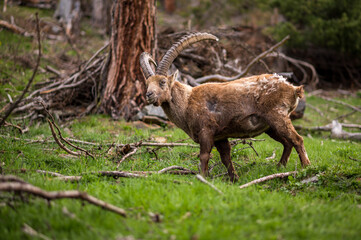 stattlicher männlicher Alpensteinbock im Engadin