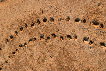 turtle foot tracks