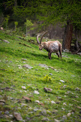 stattlicher männlicher Alpensteinbock im Engadin