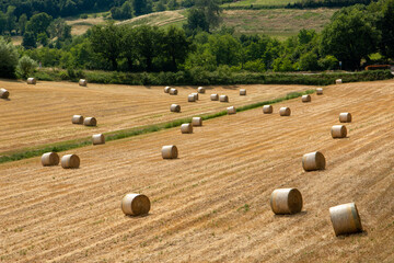 bologna hills hay harvest for agri-food use