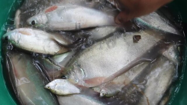 Grey Knifefish in a plastic basin and fisherman hand