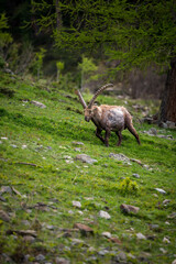 stattlicher männlicher Alpensteinbock im Engadin