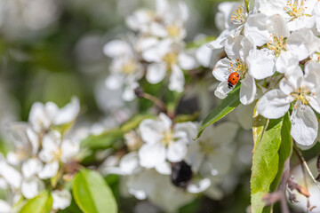 Obraz na płótnie Canvas Red ladybug climbs on a flowering flower on a blossoming apple tree