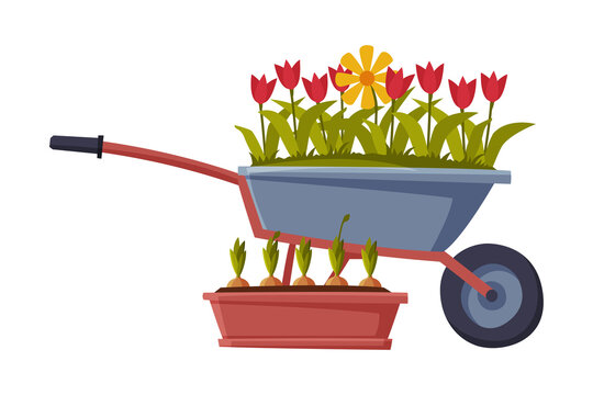Garden Wheelbarrow with Tulip Flowers Flat Style Vector Illustration on White Background