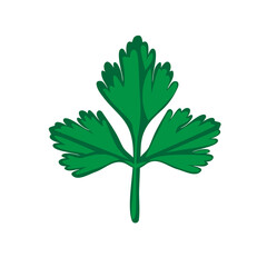 Green parsley leaf on a white isolated background. Vector image
