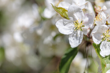 Beautiful flowers of apple trees in spring. sunny day