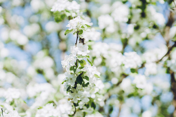 Blooming apple tree in the garden. Selective focus.