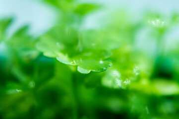 Green bright greens parsley close-up. Macro photography