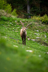 impressive male ibex in Engadine