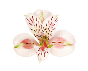 White alstroemeria flower