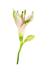 White alstroemeria flower  and bud