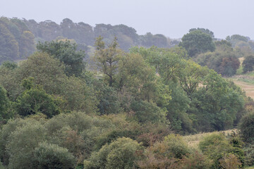 Autumn trees in the English counryside