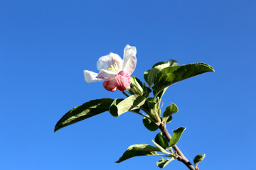 Apple blossom against the blue sky