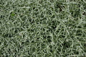 Cerastium. Grass. Flowers. nature. Beautiful unusual plants