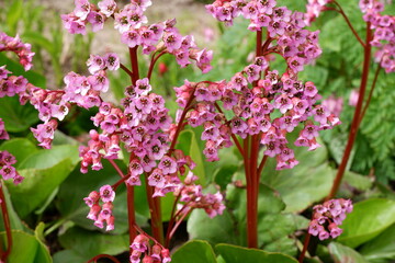 pink flowers in a flower bed. Beautiful flowers and plants. nature. Background