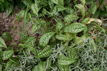 The plant is a mottled Honeydew. Background. Nature. Plants. Flowers.