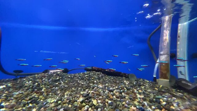 Tropical fish swimming in an aquarium