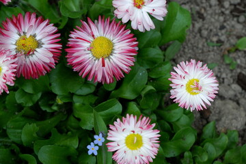 White Daisies. Beautiful white flowers. Plants. Background. Nature