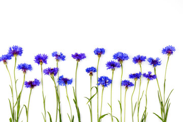 Blue cornflowers, summer flowers on white background, floral background, beautiful small cornflowers close up