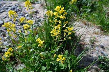 Mustard plant. Yellow flowers. Weed. Beautiful flowering plants. Nature. Suitable for background