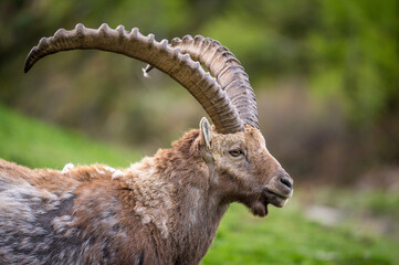 Portrait eines m&auml;nnlichen Alpensteinbock an Hang im Engadin