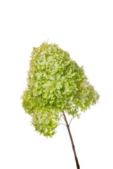 Fototapeta premium Hydrangea Flowers Isolated on White Background. Selective focus.