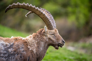 Portrait eines männlichen Alpensteinbock an Hang im Engadin