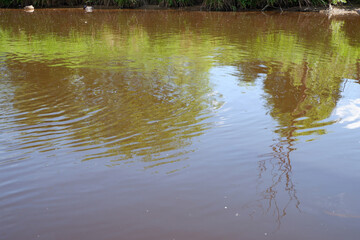 Beautiful river. Riverside. Nature. Forest river. Background