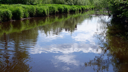 Beautiful river. Riverside. Nature. Forest river. Background