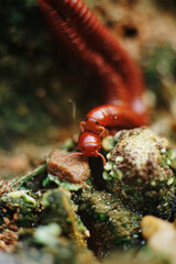 Two millipedes on a small stone in nature