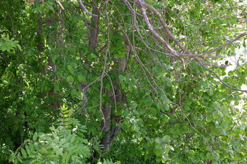 The green background of the shrubs and trees. Plants. Flowering. Suitable for background.