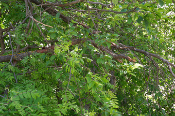 Fototapeta premium The green background of the shrubs and trees. Plants. Flowering. Suitable for background.