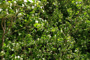 The green background of the shrubs and trees. Plants. Flowering. Suitable for background.