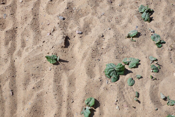 Yellow sand and plants growing in it. The texture of the sand. Sandy beach