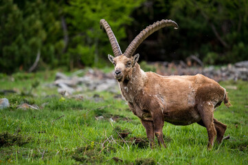 impressive alpine ibex in the swiss alps