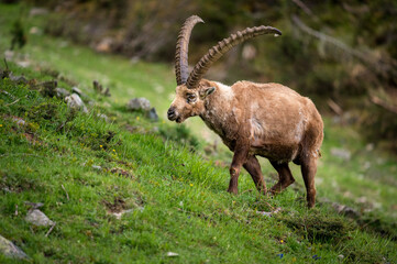 impressive alpine ibex in the swiss alps