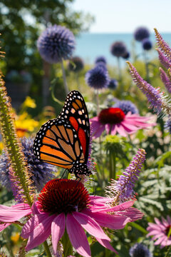 Monarch Butterfly sips nectar from beautiful wildflowers in a perennial garden during Summer