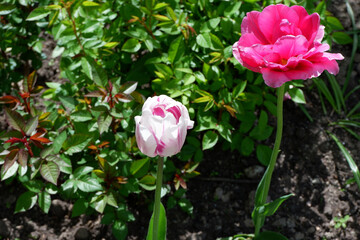 Fototapeta na wymiar White, purple and pink tulips. Color set. Flowers. Plants. Nature. Background