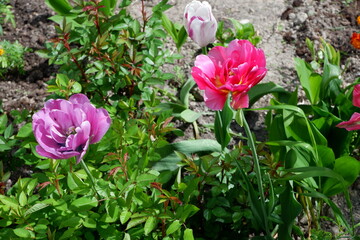 White, purple and pink tulips. Color set. Flowers. Plants. Nature. Background
