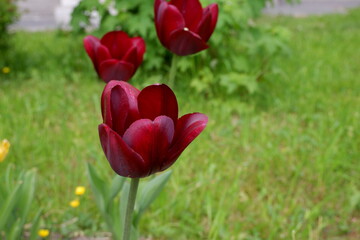 Obraz premium black Tulip. Beautiful flowers. Plants. Nature. Background