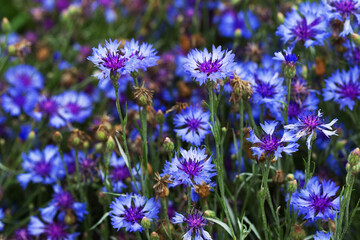 Cornflowers. Wild Blue Flowers Blooming. Closeup Image. Soft Focus