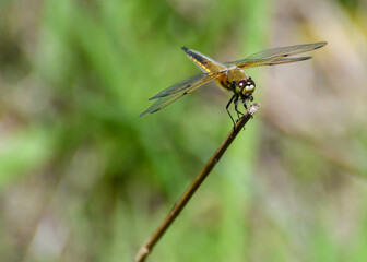 dragonfly on a leaf