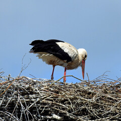 ptak bocian biały na gniezdzie w miejscowosci węgra na mazowszu w polsce
