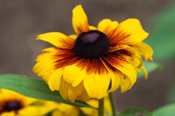 Beautiful bright yellow flowers. Soft selective focus. Closeup Image.
